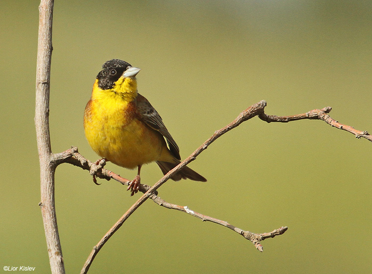    Black-headed Bunting Emberiza melanocephala         , , 2010.: .